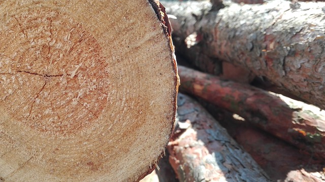 На Планерной наконец-то убрали упавшее дерево